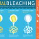 Image for article titled A Massive Bleaching Event is Threatening the World’s Coral Reefs